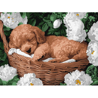 Картина за номерами "Ідейка" /KHO6677/ "Сплячий пудель" 30*40см