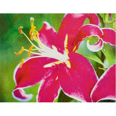 Алмазна мозаїка "JO" /GB72383/ "Орхідея" рулон, 30*40см