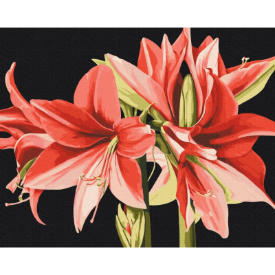 Картина за номерами "Brushme" /BS53725/ "Амариліс" 40*50см